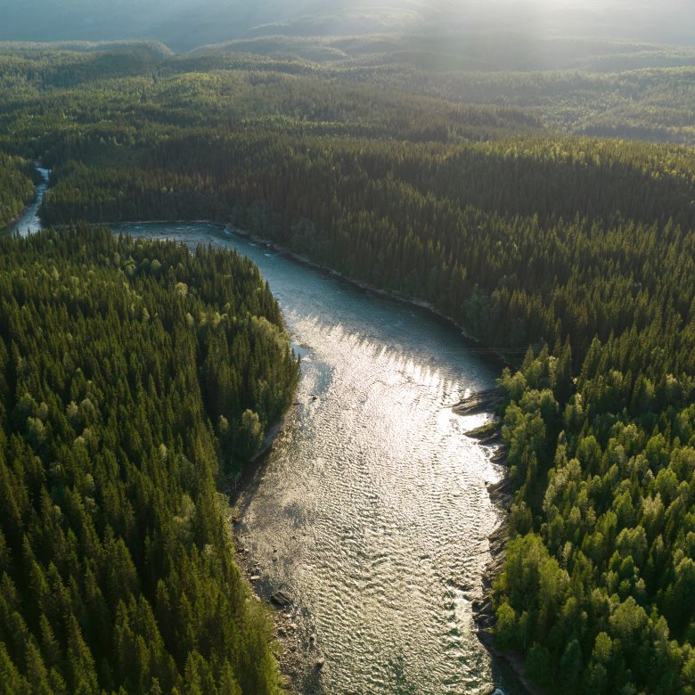 Bilde av en skog med en elv 